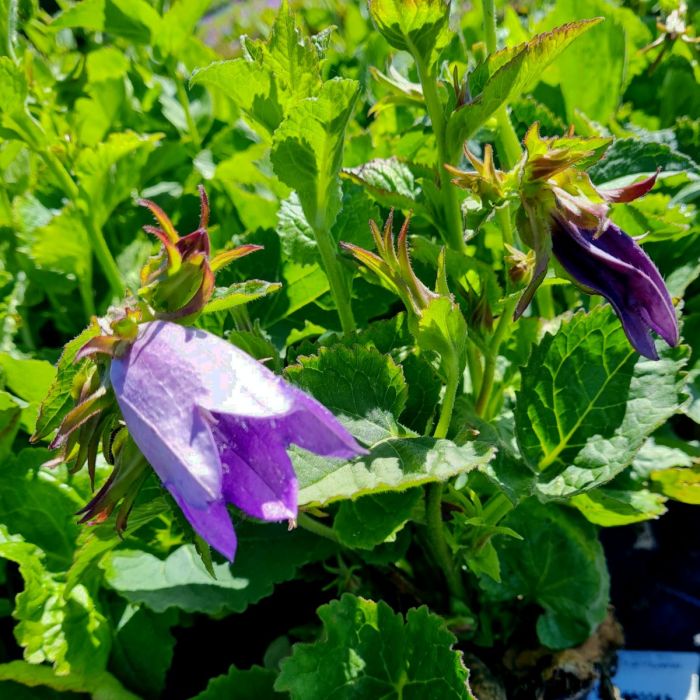 Gro\u00DFbl\u00FCtige\u0020Glockenblume\u0020\u0028Campanula\u0029\u0020COUNTRY\u0020BELLS\u0020Dark\u0020Blue