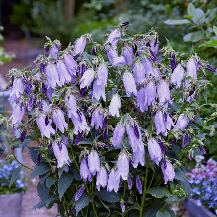 Gro\u00DFbl\u00FCtige\u0020Glockenblume\u0020\u0028Campanula\u0029\u0020COUNTRY\u0020BELLS\u0020Dark\u0020Blue