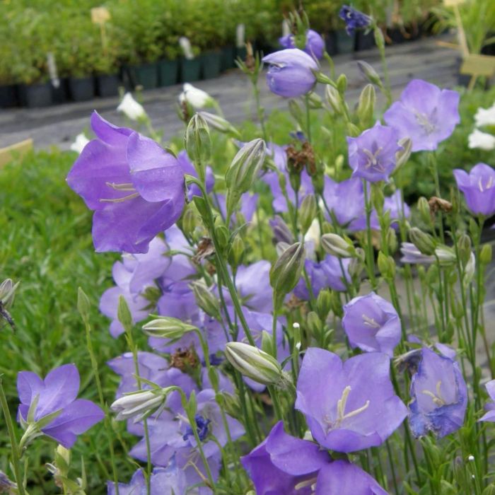 Pfirsichbl\u00E4ttrige\u0020Glockenblume\u0020\u0028Campanula\u0020persicifolia\u0020grandiflora\u0029\u0020Caerulea