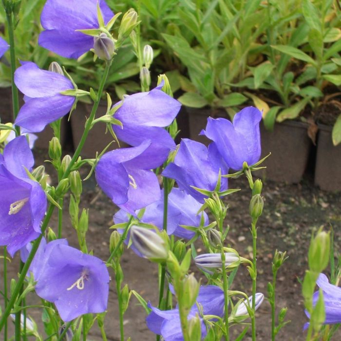 Pfirsichbl\u00E4ttrige\u0020Glockenblume\u0020\u0028Campanula\u0020persicifolia\u0020grandiflora\u0029\u0020Caerulea