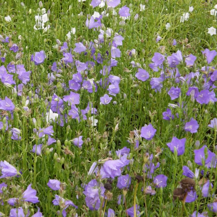 Pfirsichbl\u00E4ttrige\u0020Glockenblume\u0020\u0028Campanula\u0020persicifolia\u0020grandiflora\u0029\u0020Caerulea