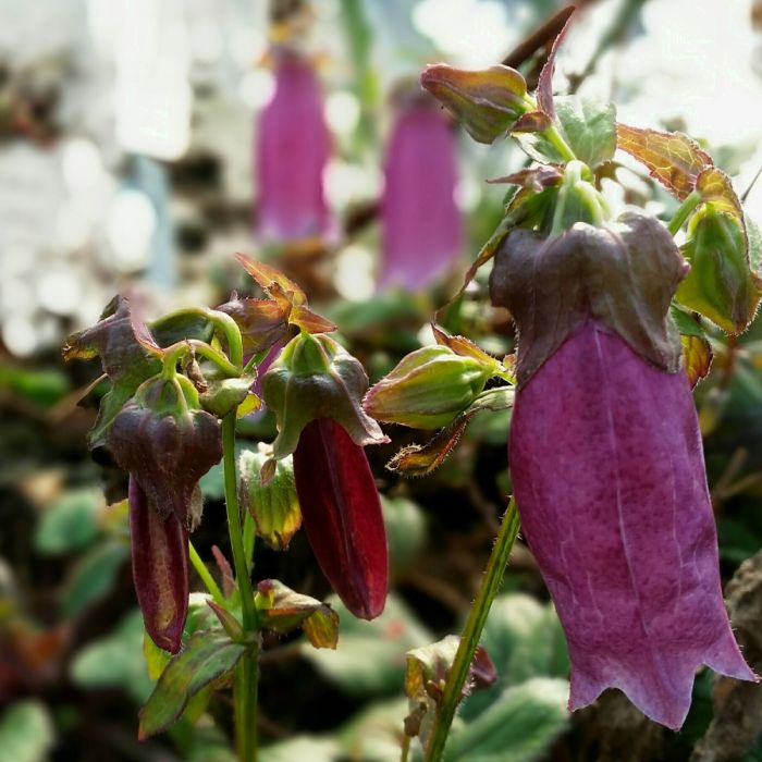 Japanglockenblume\u0020\u0028Campanula\u0020punctata\u0029\u0020Rubra