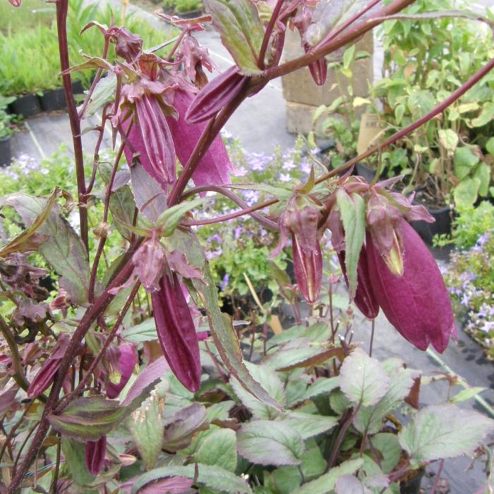 Japanglockenblume\u0020\u0028Campanula\u0020punctata\u0029\u0020Rubra