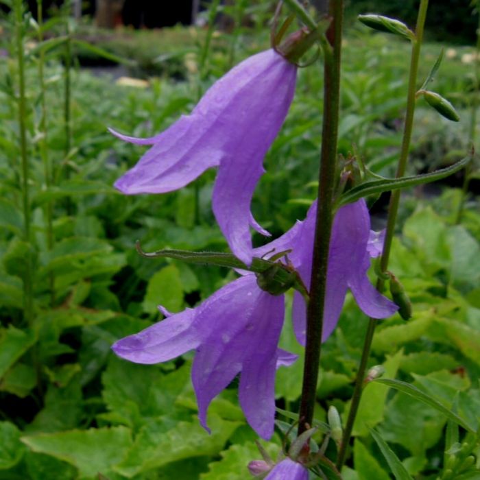 Rapunzel\u002DGlockenblume\u0020\u0028Campanula\u0020rapunculus\u0029\u0020Echte\u0020Rapunzel