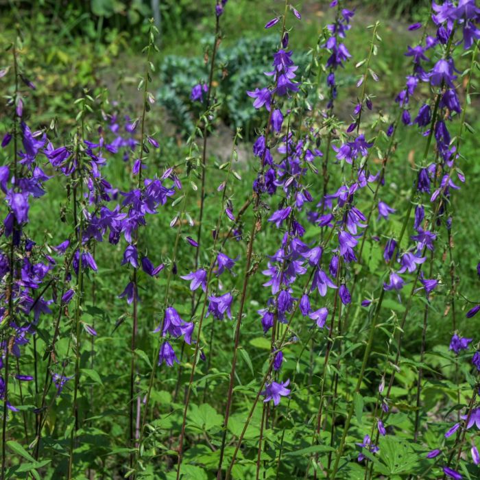 Rapunzel\u002DGlockenblume\u0020\u0028Campanula\u0020rapunculus\u0029\u0020Echte\u0020Rapunzel