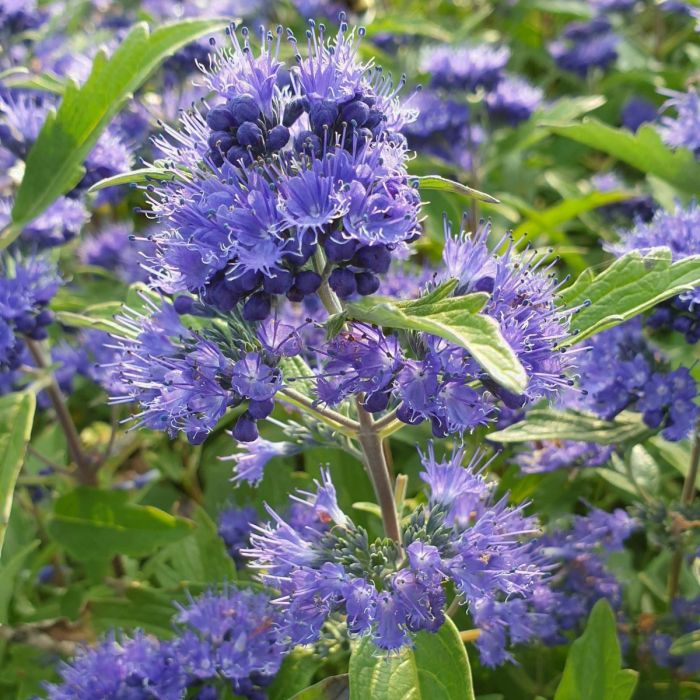 Bartblume\u0020\u0028Caryopteris\u0020x\u0020clandonensis\u0029\u0020Blue\u0020Cloud