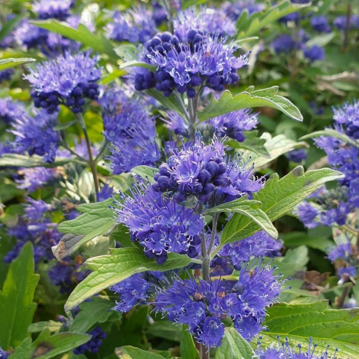 Bartblume\u0020\u0028Caryopteris\u0020x\u0020clandonensis\u0029\u0020Blue\u0020Cloud