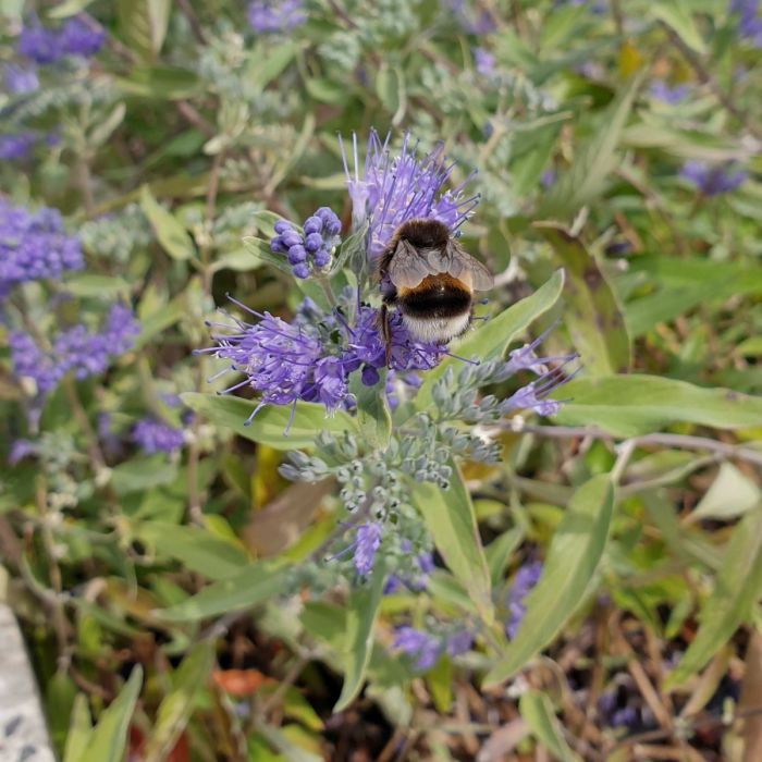 Bartblume\u0020\u0028Caryopteris\u0020x\u0020clandonensis\u0029\u0020Blue\u0020Cloud