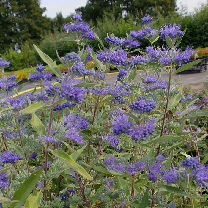 Bartblume\u0020\u0028Caryopteris\u0020x\u0020clandonensis\u0029\u0020Blue\u0020Cloud