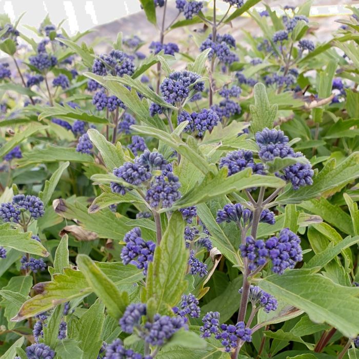 Bartblume\u0020\u0028Caryopteris\u0020x\u0020clandonensis\u0029\u0020Blue\u0020Cloud