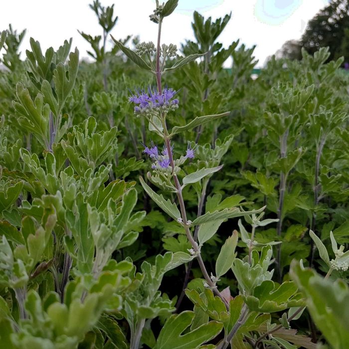 Bartblume\u0020\u0028Caryopteris\u0020x\u0020clandonensis\u0029\u0020Dark\u0020Knight