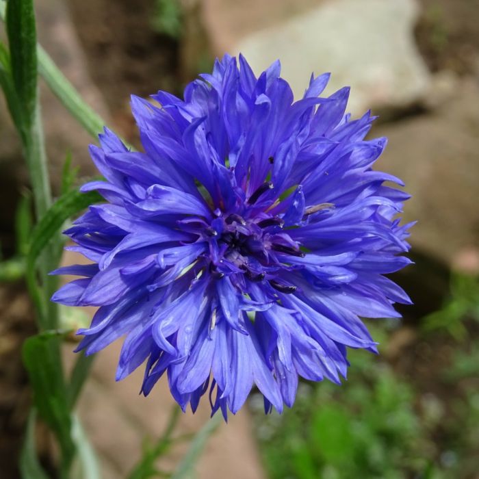 Gef\u00FClltbl\u00FChende\u0020Kornblume\u0020\u0028Centaurea\u0020cyanus\u0029\u0020Blaue\u0020Gef\u00FCllte