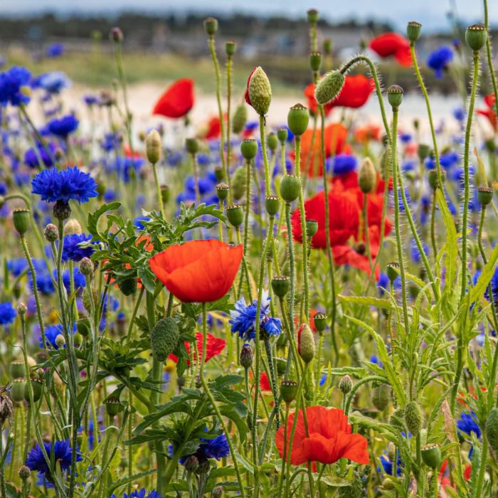 Gef\u00FClltbl\u00FChende\u0020Kornblume\u0020\u0028Centaurea\u0020cyanus\u0029\u0020Blaue\u0020Gef\u00FCllte