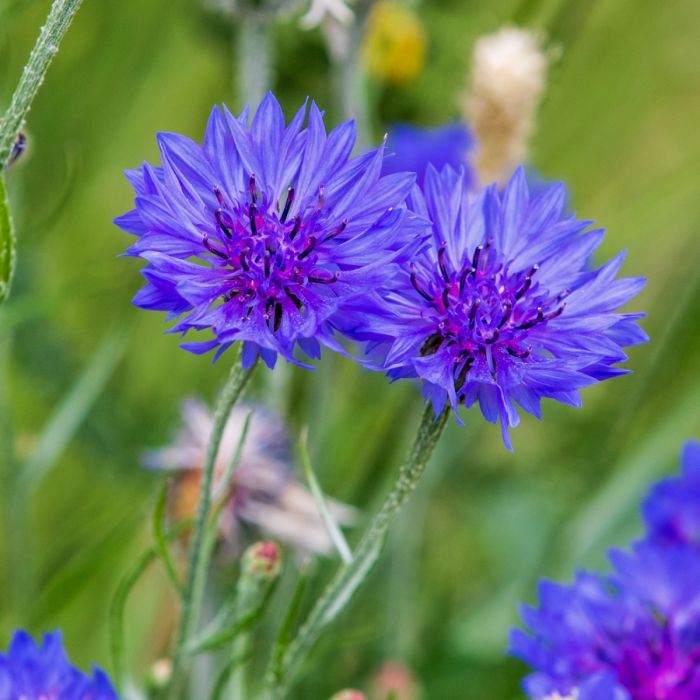 Kornblume\u0020Blau\u0020\u0028Centaurea\u0020cyanus\u0029\u0020Goliath\u0020Blue