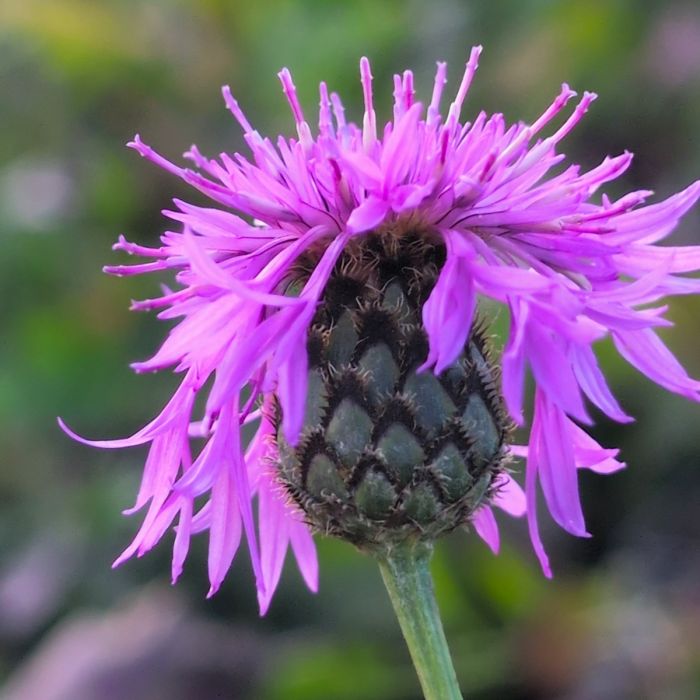 Skabiosen-Flockenblume (Centaurea scabiosa) 