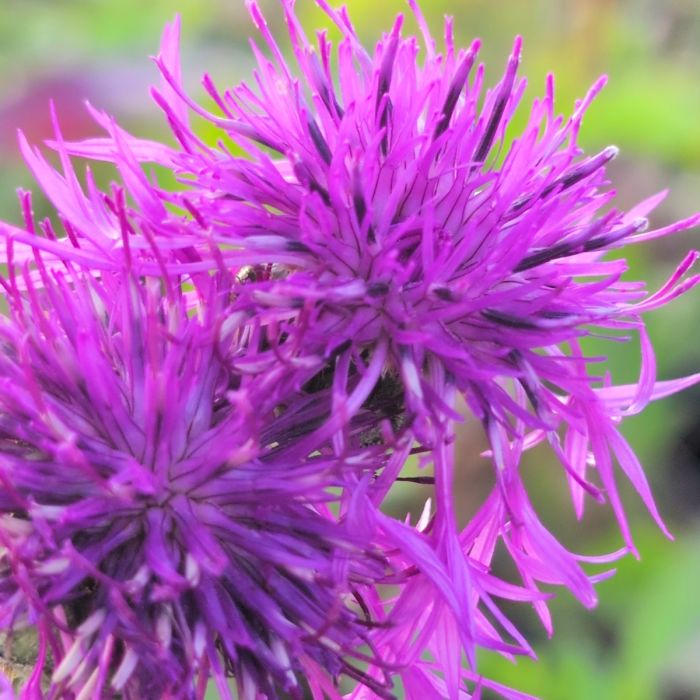 Skabiosen-Flockenblume (Centaurea scabiosa) 