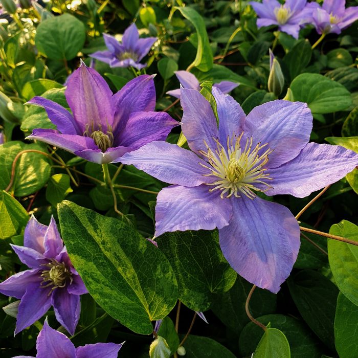 Waldrebe\u0020\u0028Clematis\u0020hybrida\u0029\u0020Cezanne\u2122