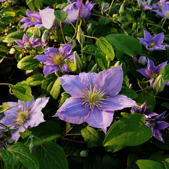 Waldrebe\u0020\u0028Clematis\u0020hybrida\u0029\u0020Cezanne\u2122