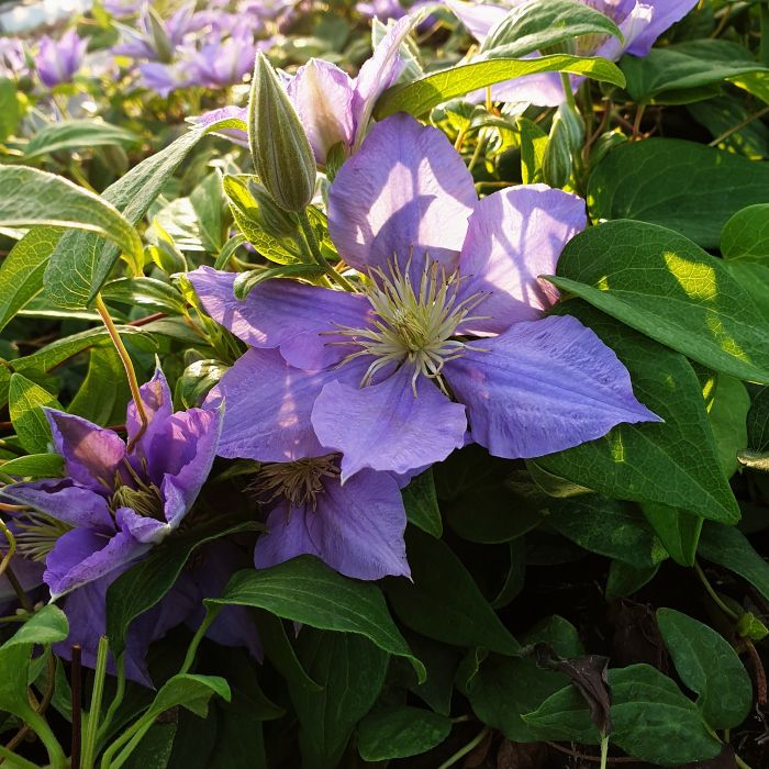 Waldrebe\u0020\u0028Clematis\u0020hybrida\u0029\u0020Cezanne\u2122