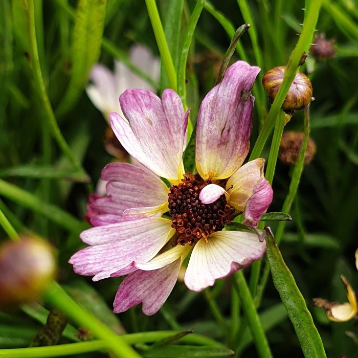 M\u00E4dchenauge\u0020\u0028Coreopsis\u0029\u0020BLOOMSATION\u0020Chameleon\u00AE