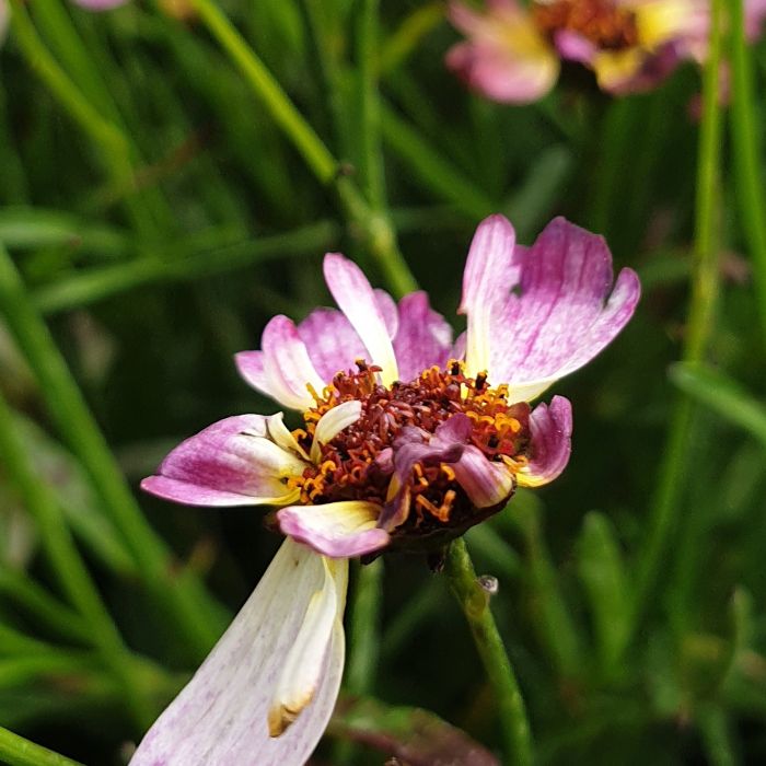 M\u00E4dchenauge\u0020\u0028Coreopsis\u0029\u0020BLOOMSATION\u0020Chameleon\u00AE