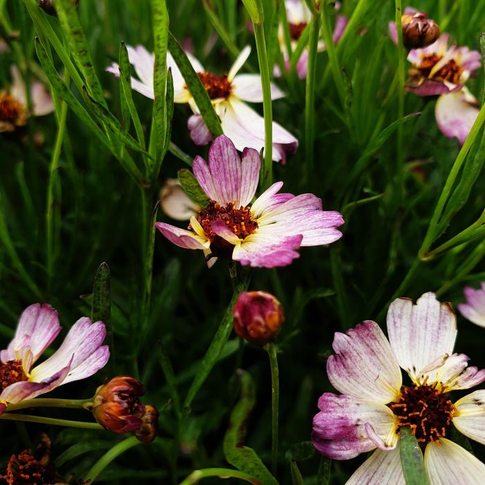 M\u00E4dchenauge\u0020\u0028Coreopsis\u0029\u0020BLOOMSATION\u0020Chameleon\u00AE