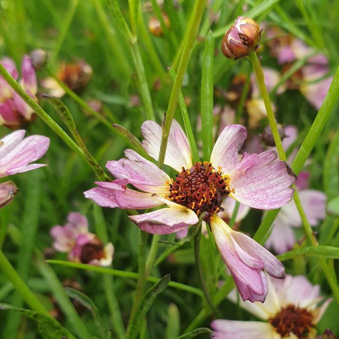 M\u00E4dchenauge\u0020\u0028Coreopsis\u0029\u0020BLOOMSATION\u0020Chameleon\u00AE