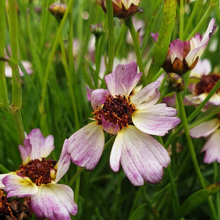 M\u00E4dchenauge\u0020\u0028Coreopsis\u0029\u0020BLOOMSATION\u0020Chameleon\u00AE