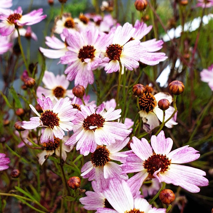 M\u00E4dchenauge\u0020\u0028Coreopsis\u0029\u0020BLOOMSATION\u0020Chameleon\u00AE