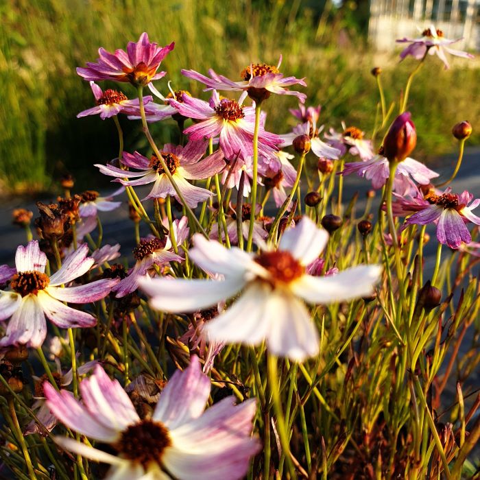 M\u00E4dchenauge\u0020\u0028Coreopsis\u0029\u0020BLOOMSATION\u0020Chameleon\u00AE