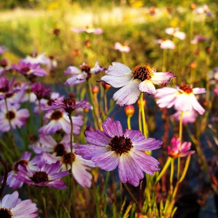 M\u00E4dchenauge\u0020\u0028Coreopsis\u0029\u0020BLOOMSATION\u0020Chameleon\u00AE