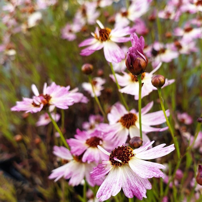 M\u00E4dchenauge\u0020\u0028Coreopsis\u0029\u0020BLOOMSATION\u0020Chameleon\u00AE