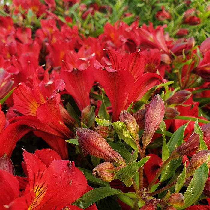 Inkalilie\u0020\u0028Alstroemeria\u0020hybrid\u0029\u0020Colorita\u00AE\u0020Charlene