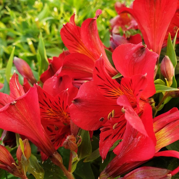 Inkalilie\u0020\u0028Alstroemeria\u0020hybrid\u0029\u0020Colorita\u00AE\u0020Charlene