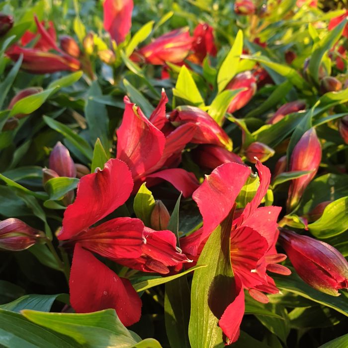 Inkalilie\u0020\u0028Alstroemeria\u0020hybrid\u0029\u0020Colorita\u00AE\u0020Charlene