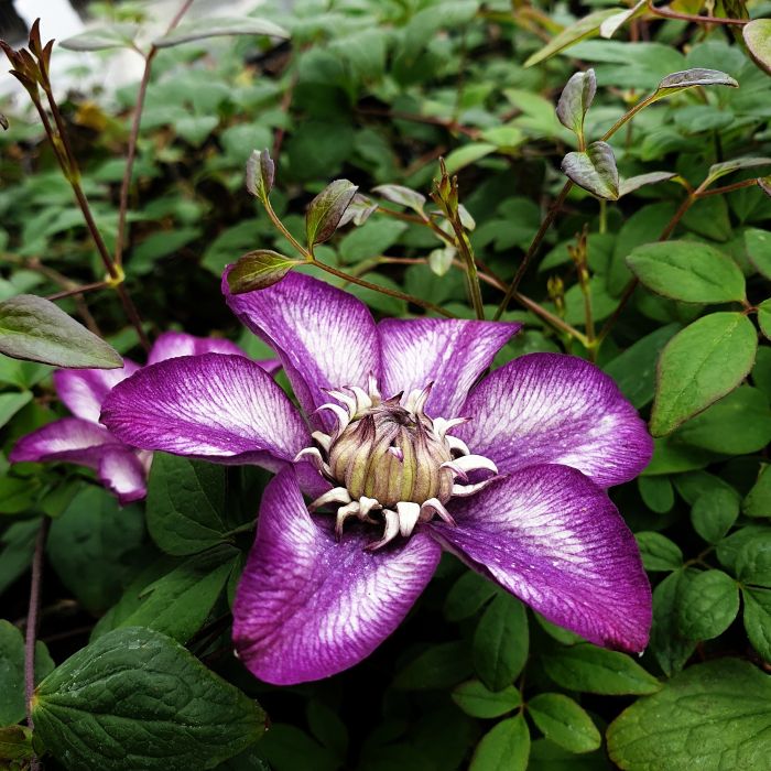 Waldrebe\u0020\u0028Clematis\u0020hybrida\u0029\u0020Cassis\u2122