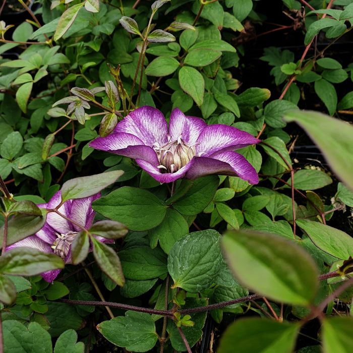 Waldrebe\u0020\u0028Clematis\u0020hybrida\u0029\u0020Cassis\u2122