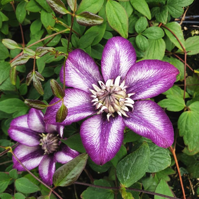 Waldrebe\u0020\u0028Clematis\u0020hybrida\u0029\u0020Cassis\u2122