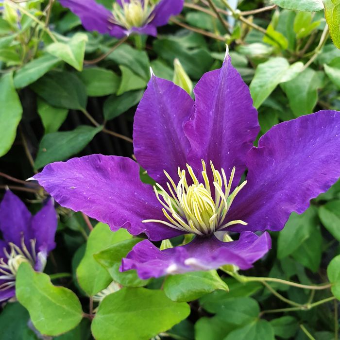 Waldrebe\u0020\u0028Clematis\u0020hybrida\u0029\u0020Chevalier\u2122