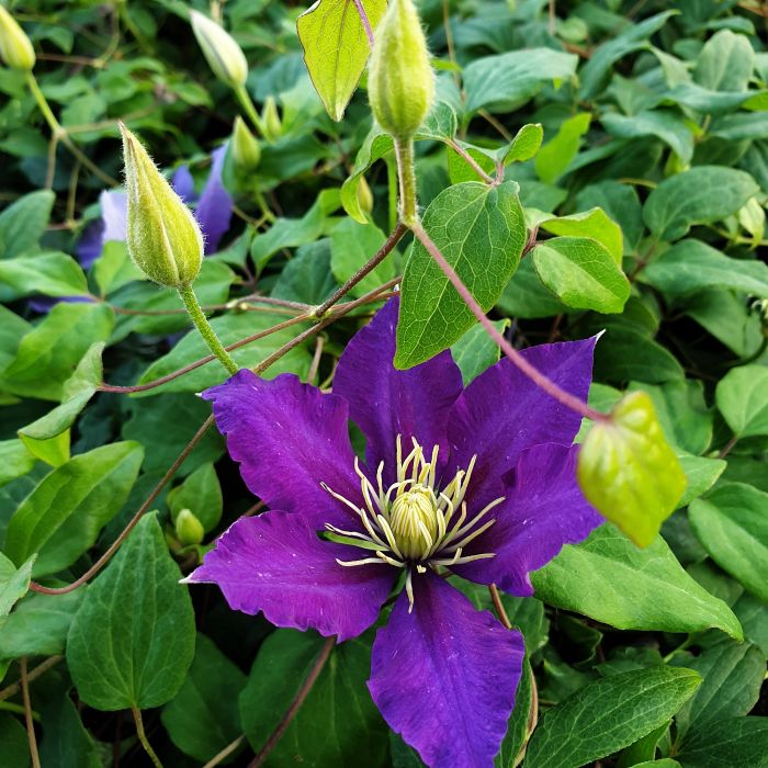 Waldrebe\u0020\u0028Clematis\u0020hybrida\u0029\u0020Chevalier\u2122