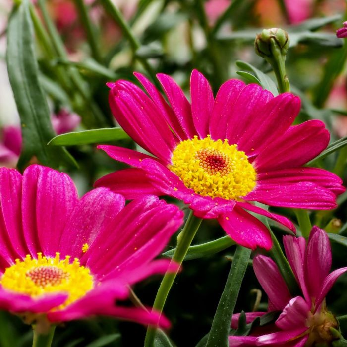 Rote\u0020Strauchmargerite\u0020\u0028Chrysanthemum\u0020coccineum\u0029\u0020Robinson\u0020Rot