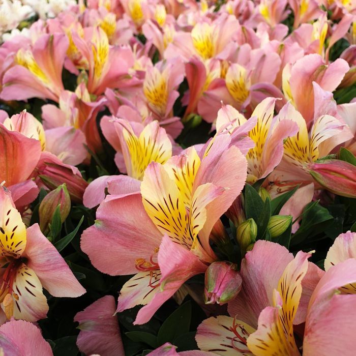 Inkalilie\u0020\u0028Alstroemeria\u0029\u0020LITTLE\u0020MISS\u0020Davina