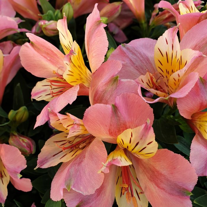 Inkalilie\u0020\u0028Alstroemeria\u0029\u0020LITTLE\u0020MISS\u0020Davina