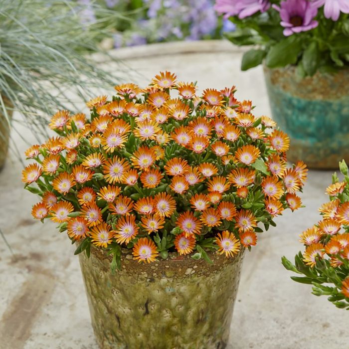 Mittagsbl\u00FCmchen\u0020\u0028Delosperma\u0020cooperii\u0029\u0020ICE\u0020CREAM\u0020Orange