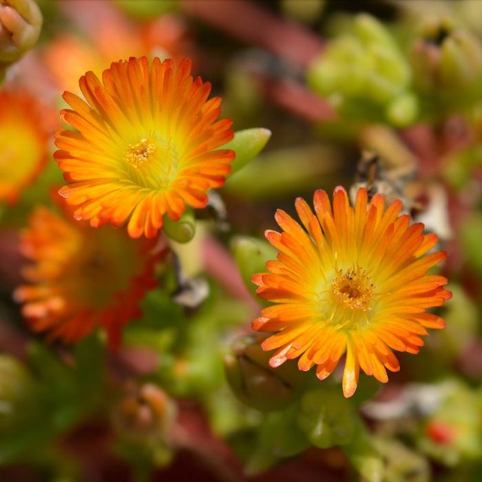 Mittagsblümchen (Delosperma) WHEELS OF WONDER Orange Wonder