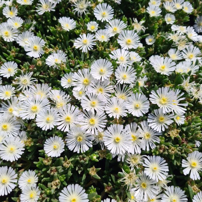 Mittagsblümchen (Delosperma floribunda) Stardust