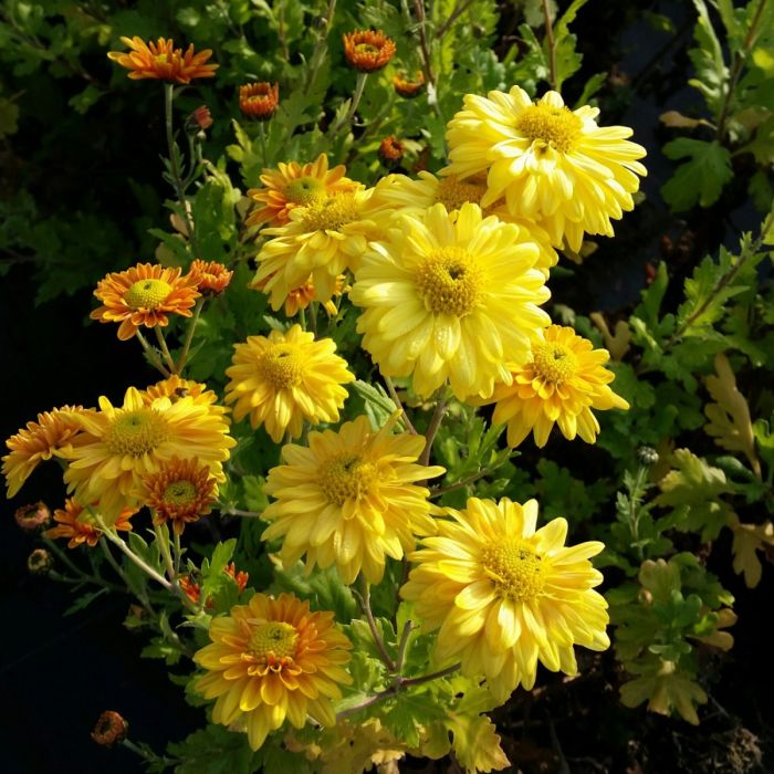 Herbstchrysantheme\u0020\u0028Dendranthema\u0020indicum\u0020\u0028x\u0029\u0029\u0020Goldmarianne