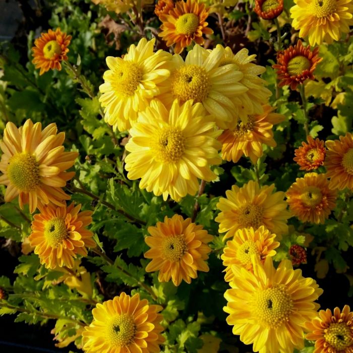 Herbstchrysantheme\u0020\u0028Dendranthema\u0020indicum\u0020\u0028x\u0029\u0029\u0020Goldmarianne