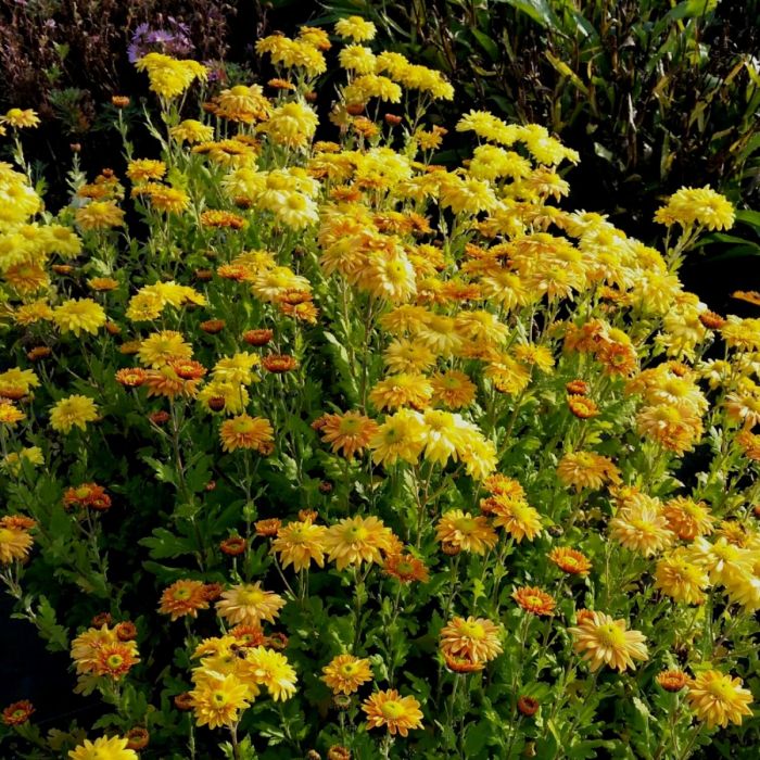 Herbstchrysantheme\u0020\u0028Dendranthema\u0020indicum\u0020\u0028x\u0029\u0029\u0020Goldmarianne