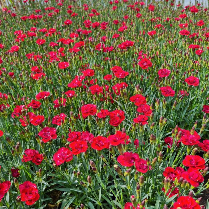 Zwerg\u002DNelke\u0020\u0028Dianthus\u0020cultivar\u0029\u0020Merci\u0020Fleuri